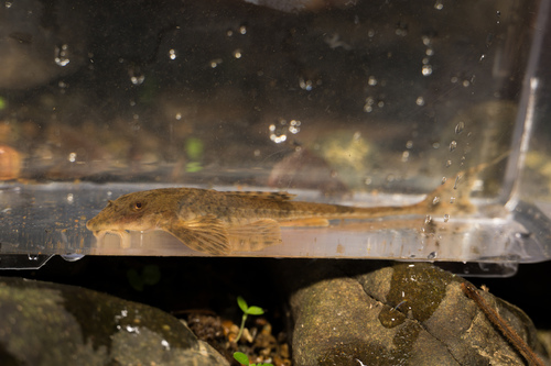 Rineloricaria sp. Colombia