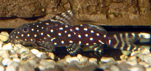Angel squeaker (Synodontis Polcadot)