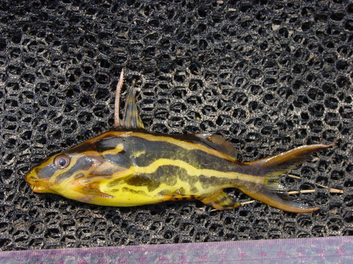 Pyjama Synodontis