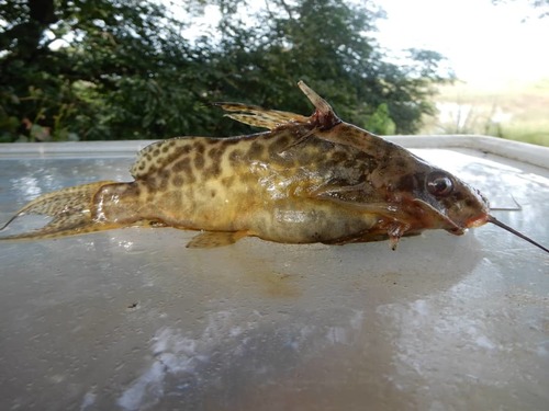 Synodontis greshoffi