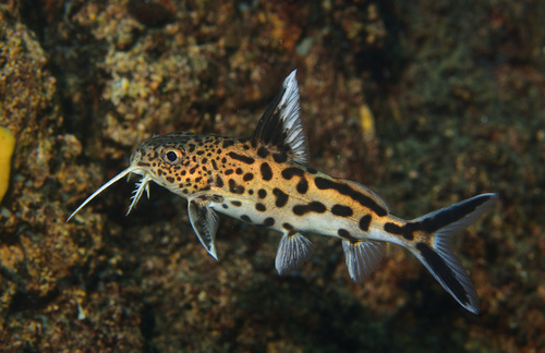 Cuckoo Synodontis