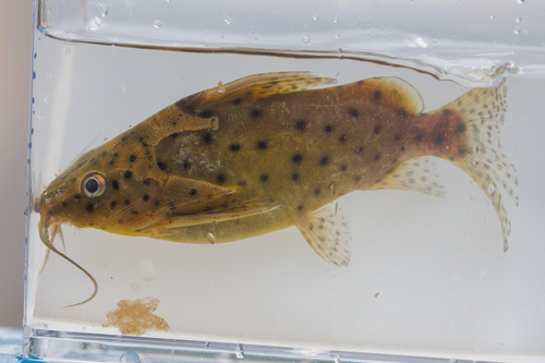 False Upside Down Catfish "Golden"