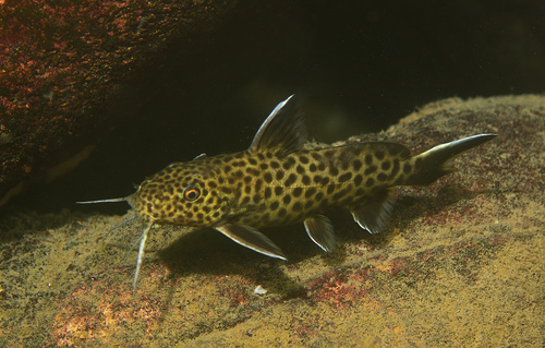 Dwarf Lake Synodontis