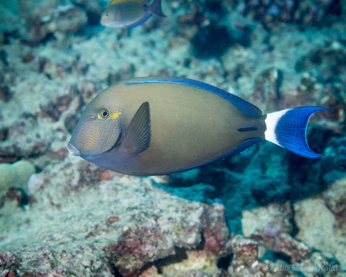 Tailring Surgeonfish