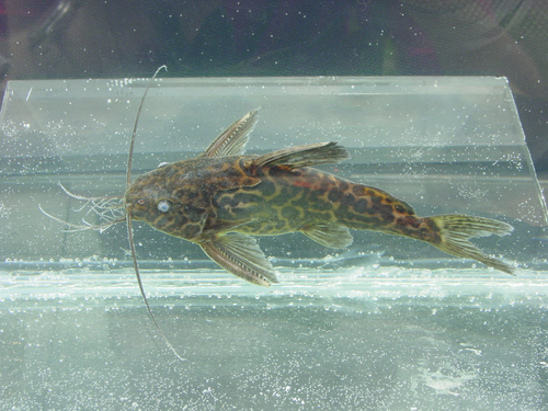 Marbled Synodontis