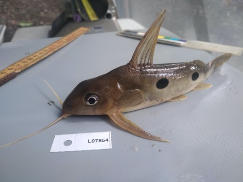 Synodontis notatus