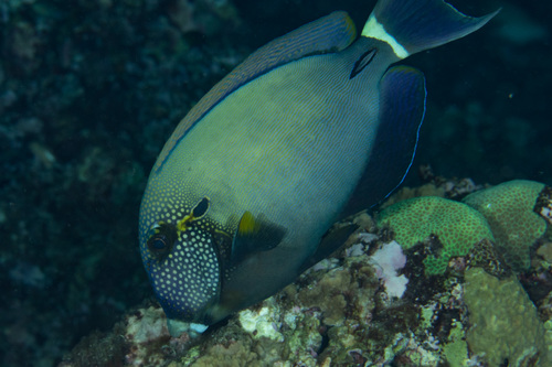 Black-eared Surgeonfish