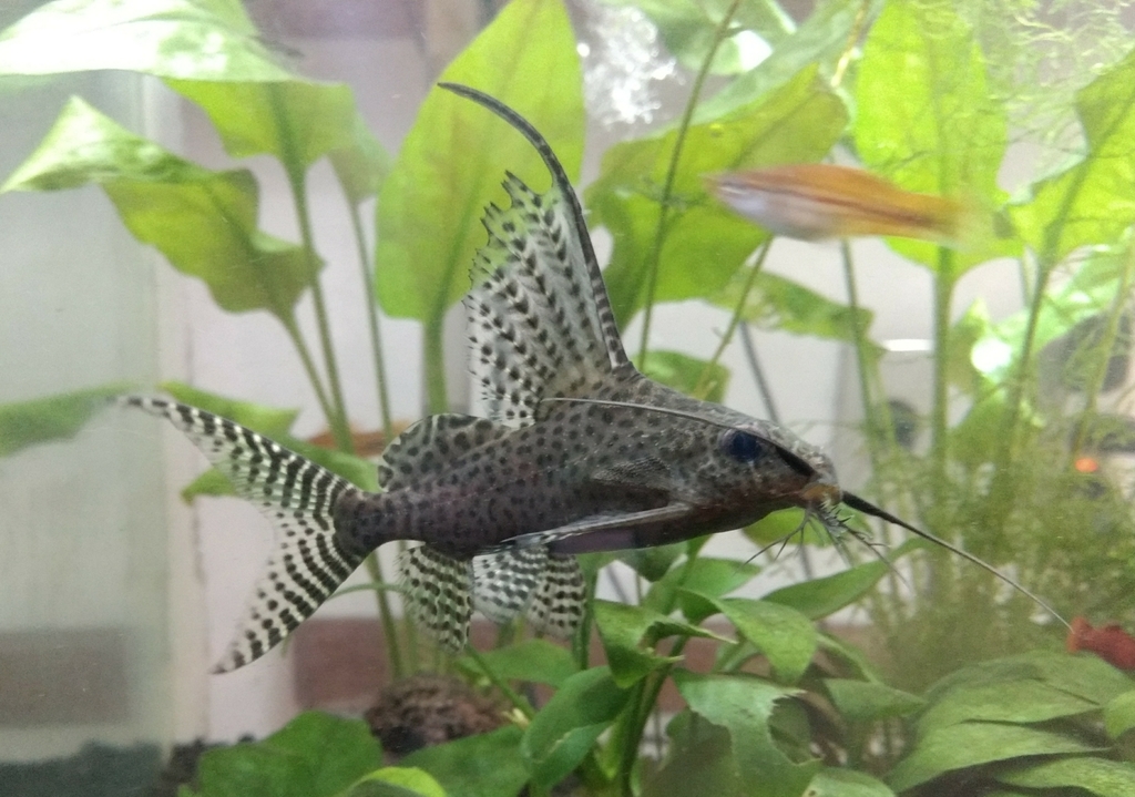 Synodontis tigrinus