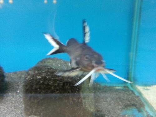 Hybrid Synodontis granulosus x Synodontis petricola