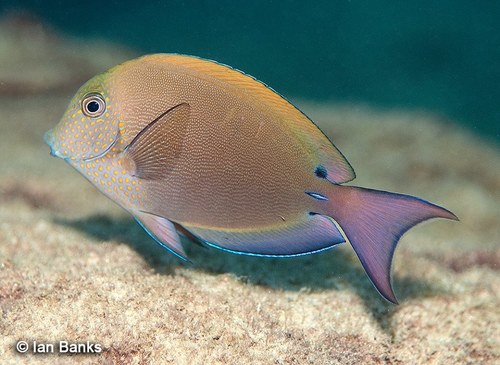 Spot Cheeked Surgeonfish