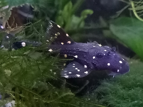 Adonis ALBINO L 155 Polkadot Lyretail Pleco
