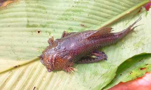 RED Ancistrus
