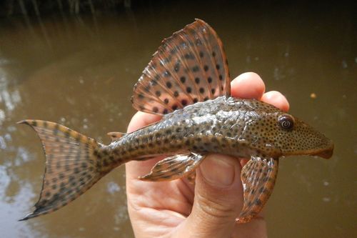 Common Plecostomus