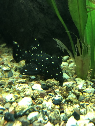 Galaxy Pleco