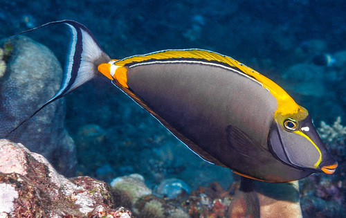 Blonde Naso Tang