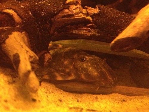 Tiger Pleco L02