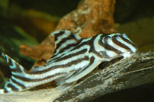 Yellow King Tiger Pleco