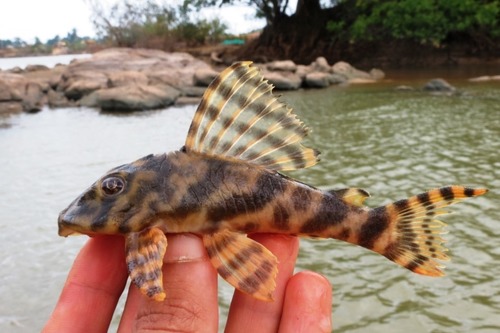 Candy Striped Plecostomus
