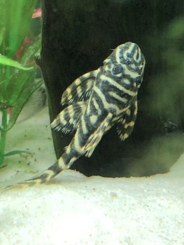 False Zebra Pleco (Columbian Zebra Pleco)