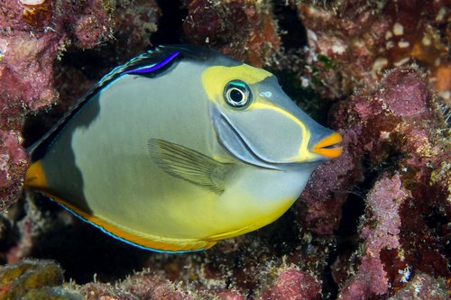 Orange-Spine Unicornfish