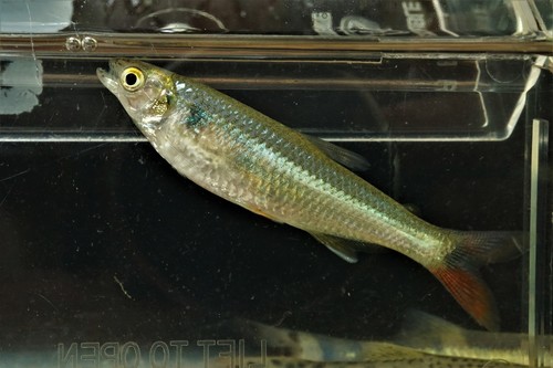 False Flame Tetra
