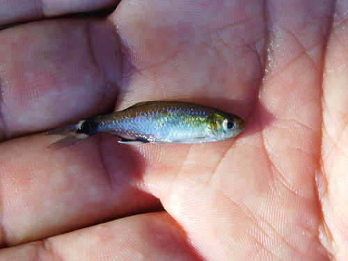 White Spot Tetra