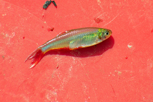 Red Belly Tetra