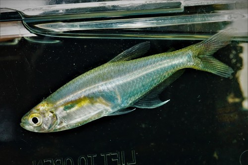 Sky Blue Tetra