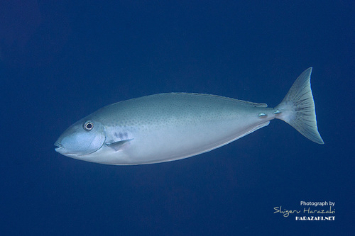Lopez's Unicornfish