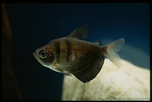 Black Tetra Veiltail