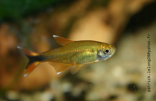 Silver Tip Tetra