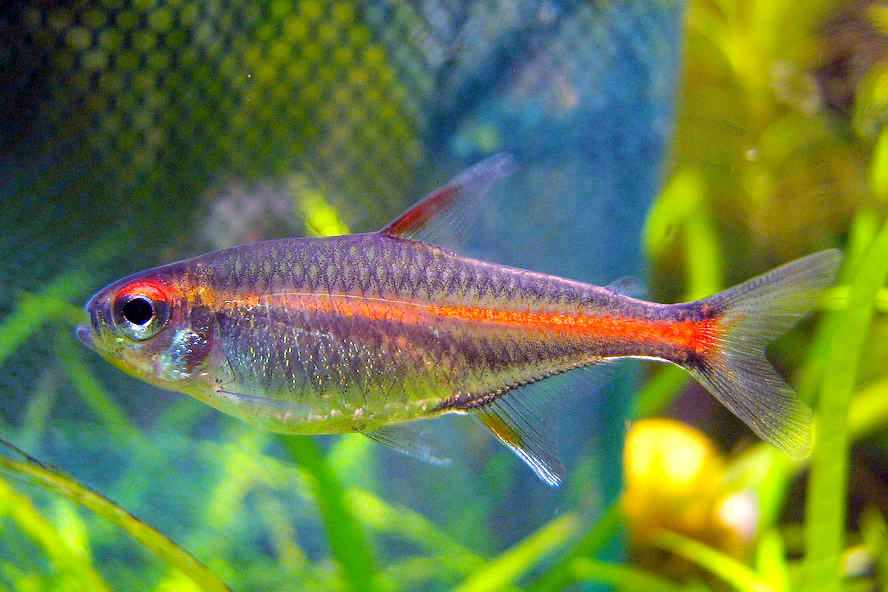 Albino Buenos Aires Tetra
