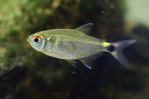 Albino Head Tail Light Tetra