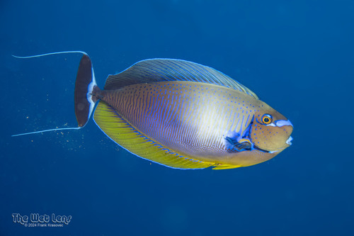 Vlaming's Unicornfish