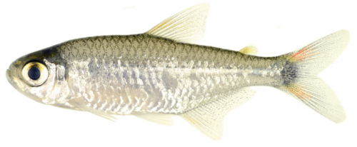 Gold Tetra