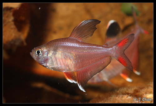 Rosy Tetra