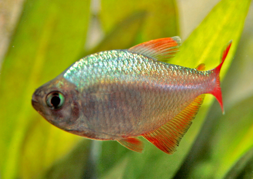 Colombia Tetra