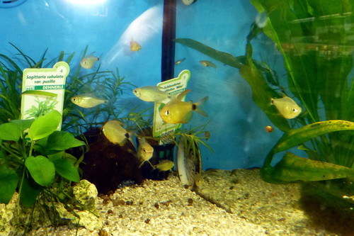 Kitty Tetra