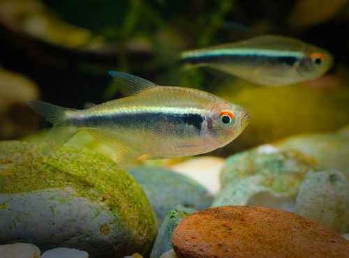 Brilliant Black Neon Tetra