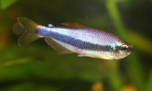 Blue Keri / Blue Emperor Tetra