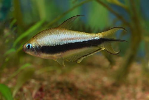 Black Palmeri