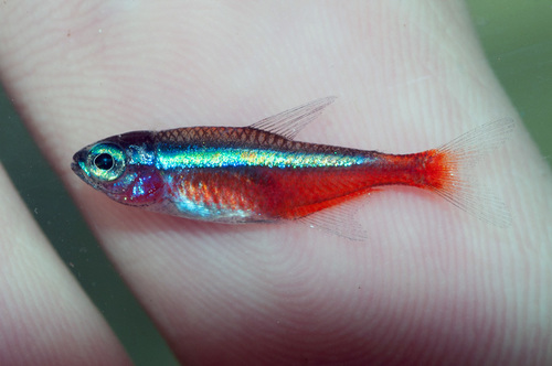 Cardinal Tetra Albino