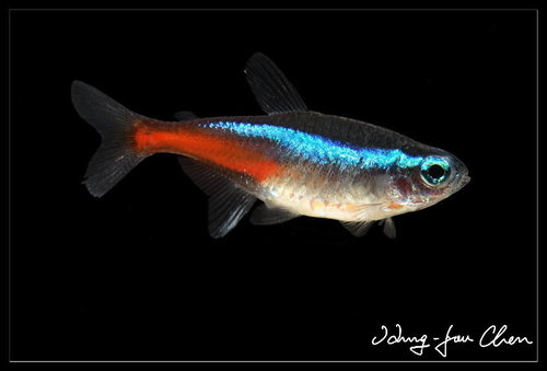 Albino Neon Tetra