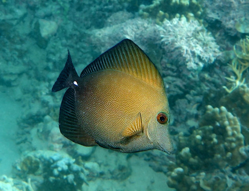 Brown Sailfin Tang