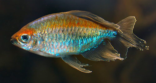Congo Tetra Female