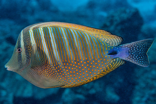 Desjardin's Sailfin Tang