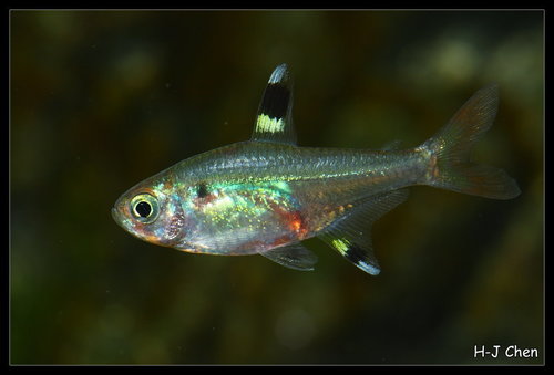 Pristella Tetra