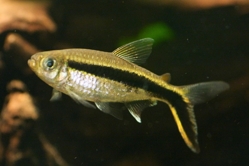 Penguin Tetra