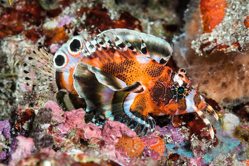 Twin-Spot Lionfish