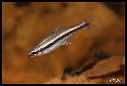 Red Nannostomus